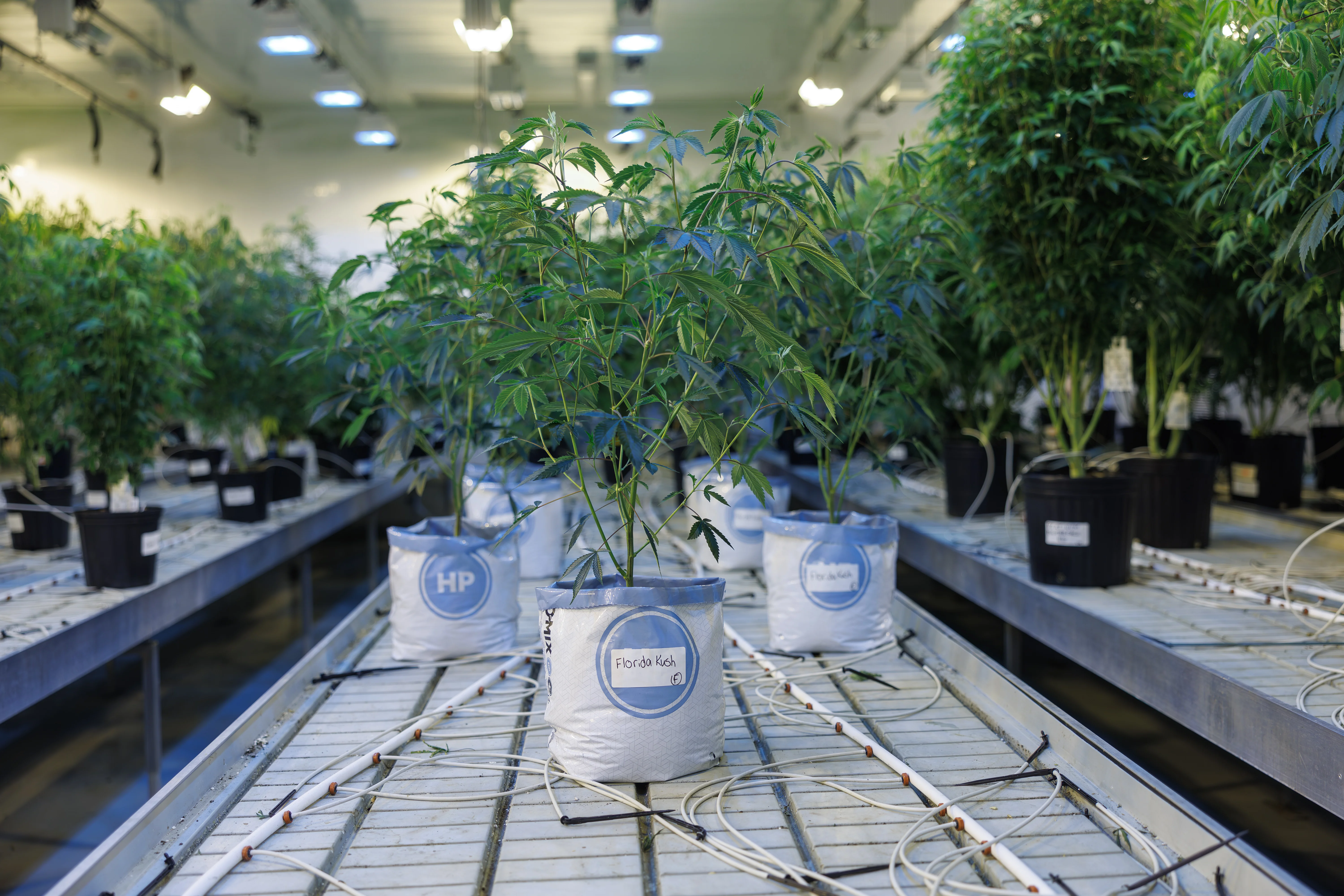 Mother room depth and genetics staging at PURPLEFARM Johnstown