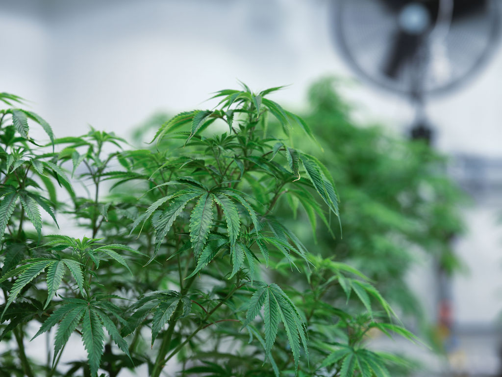 Close view of cannabis foliage in the grow room
