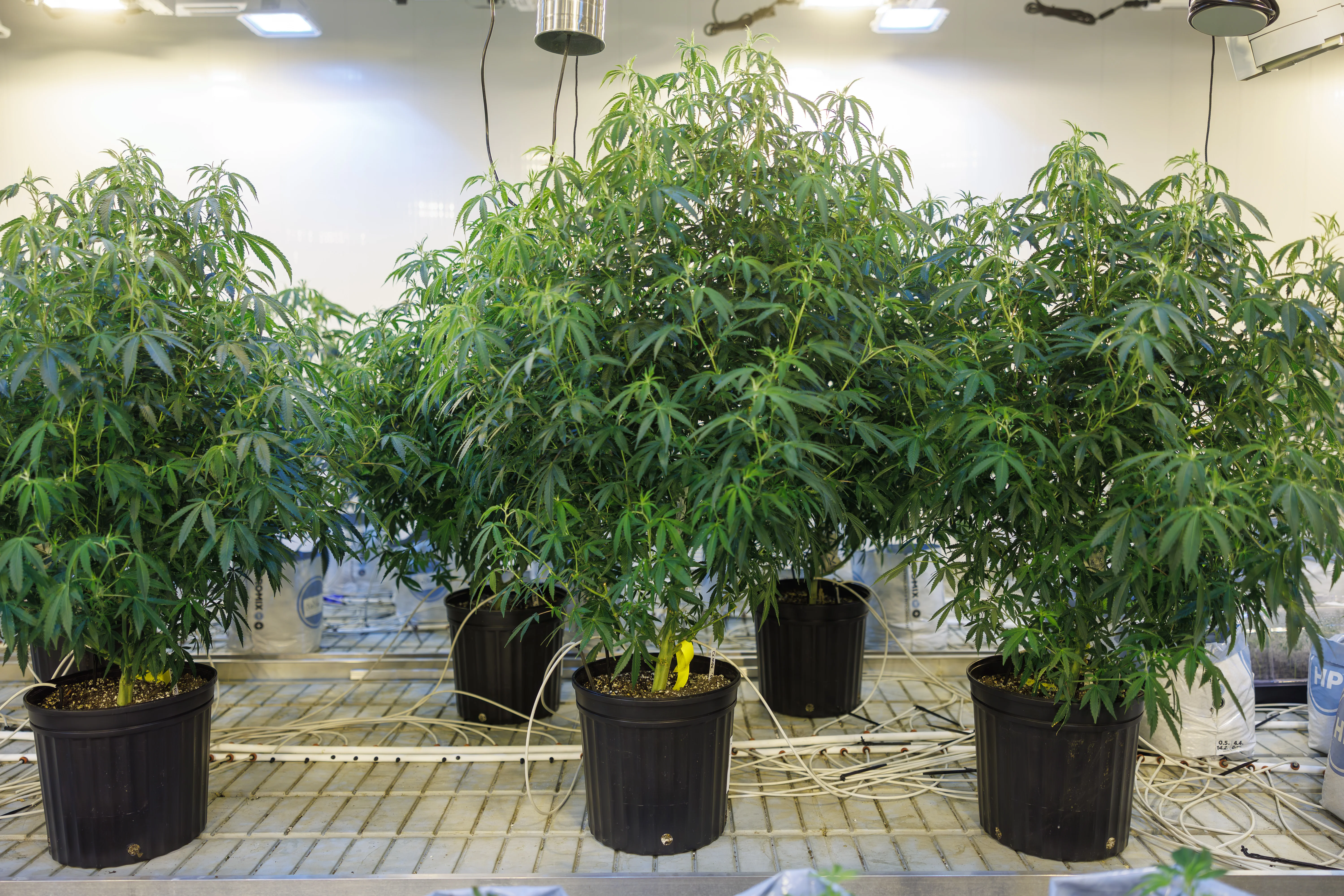 Detailed view of a healthy mother plant at PURPLEFARM Johnstown