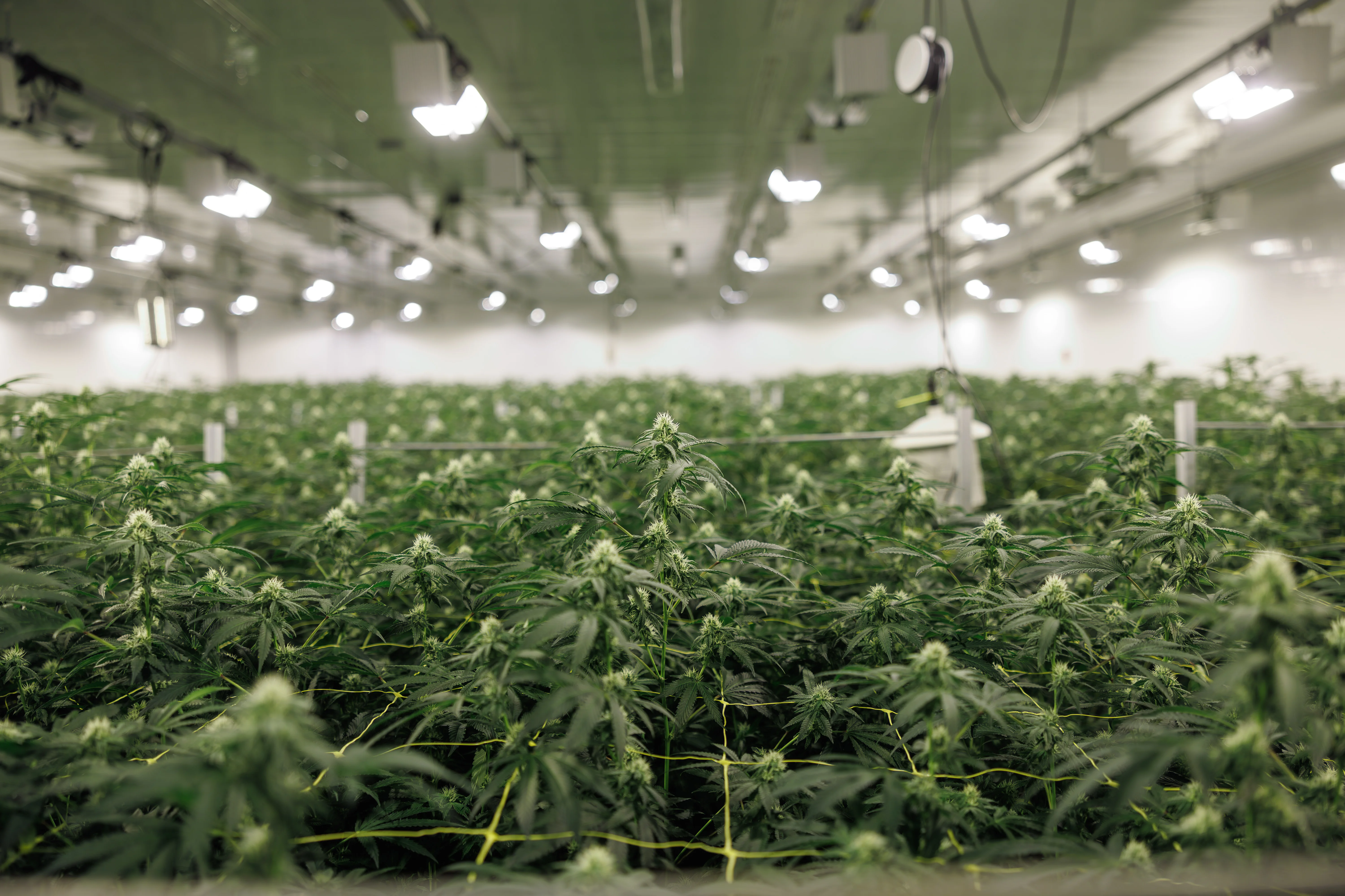 Dense canopy rows under controlled lighting inside the Fredericton facility