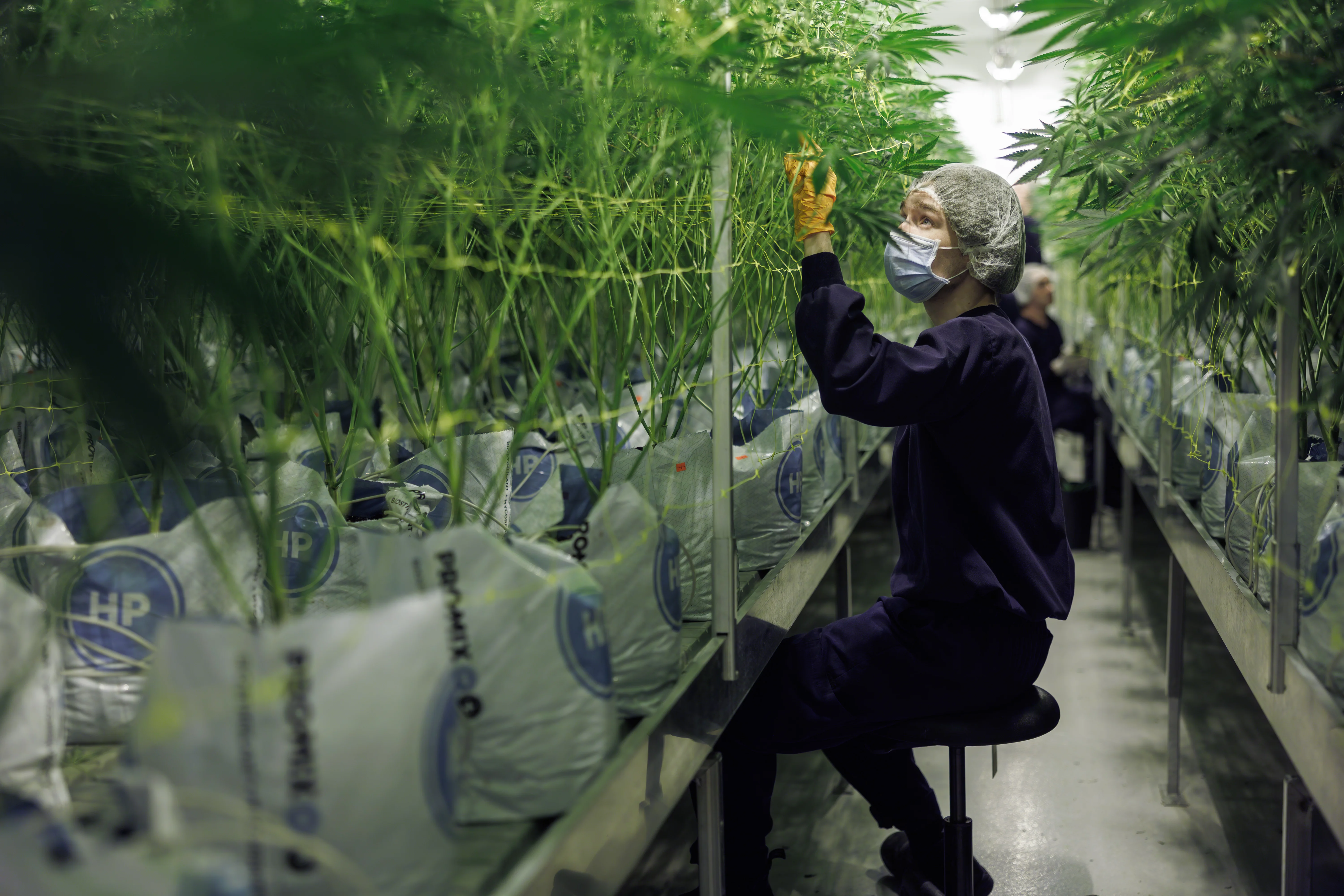 A cultivator working among flowering plants in the Fredericton grow room