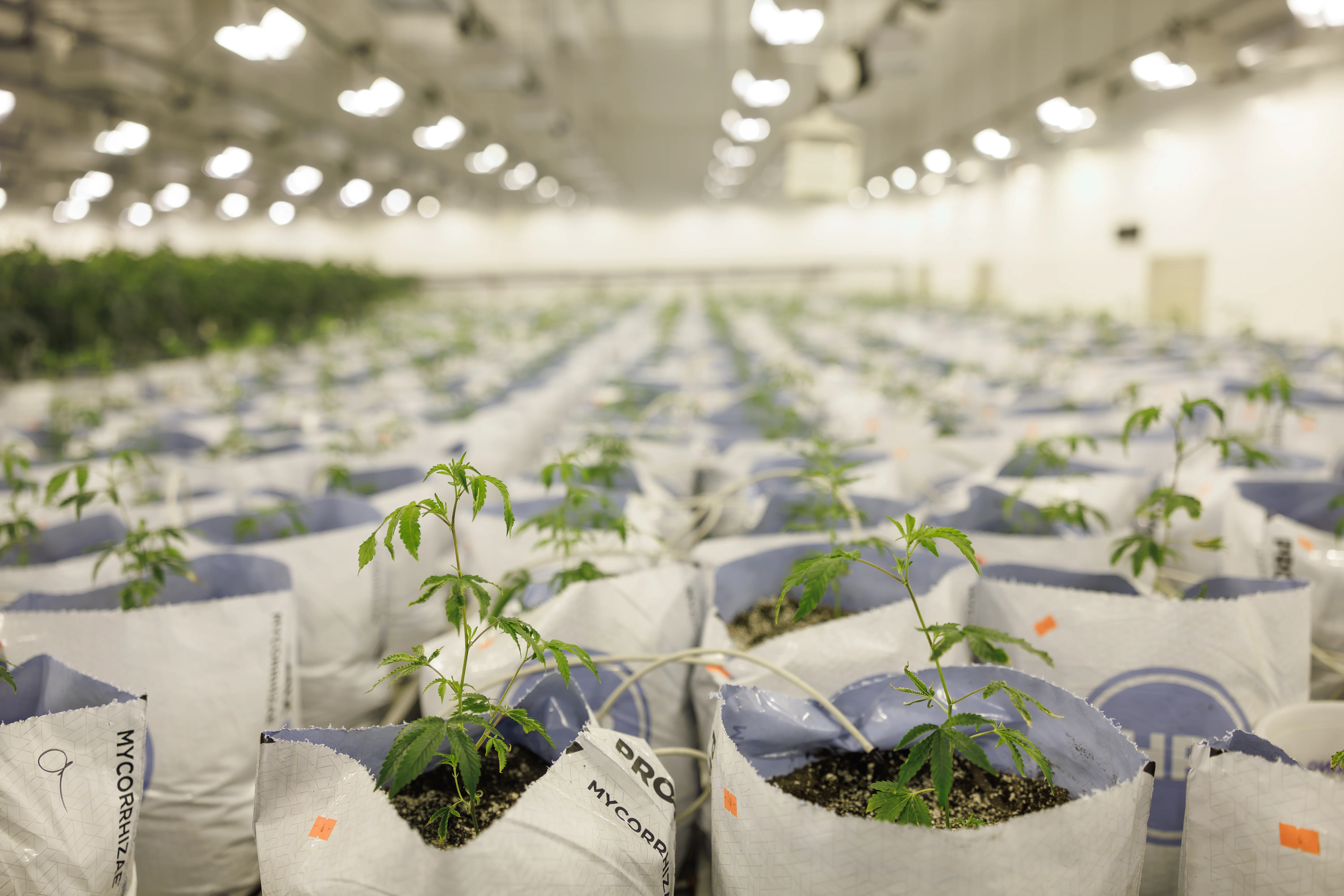 Root-zone room at PURPLEFARM Johnstown