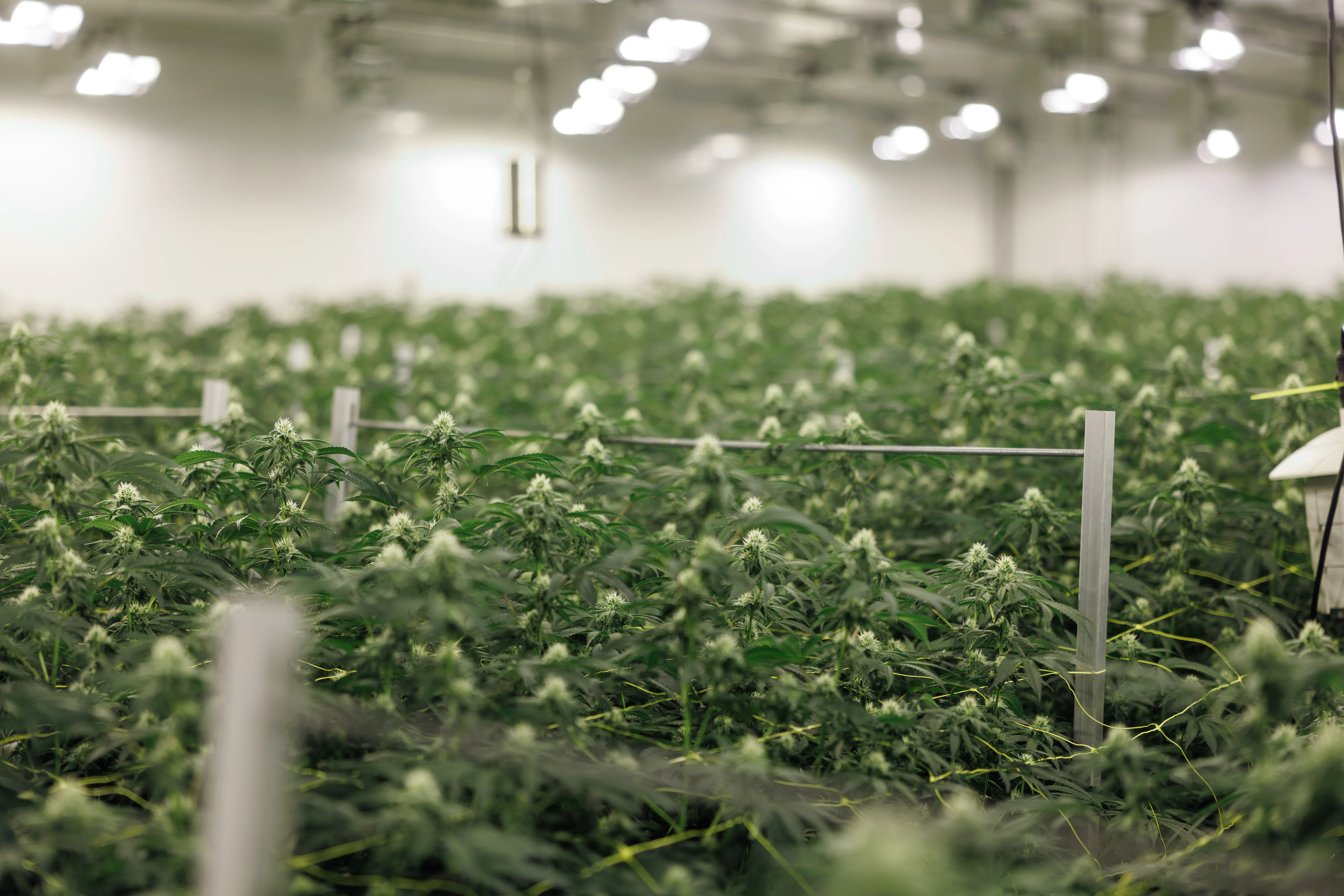Deep perspective of a Fredericton cultivation room