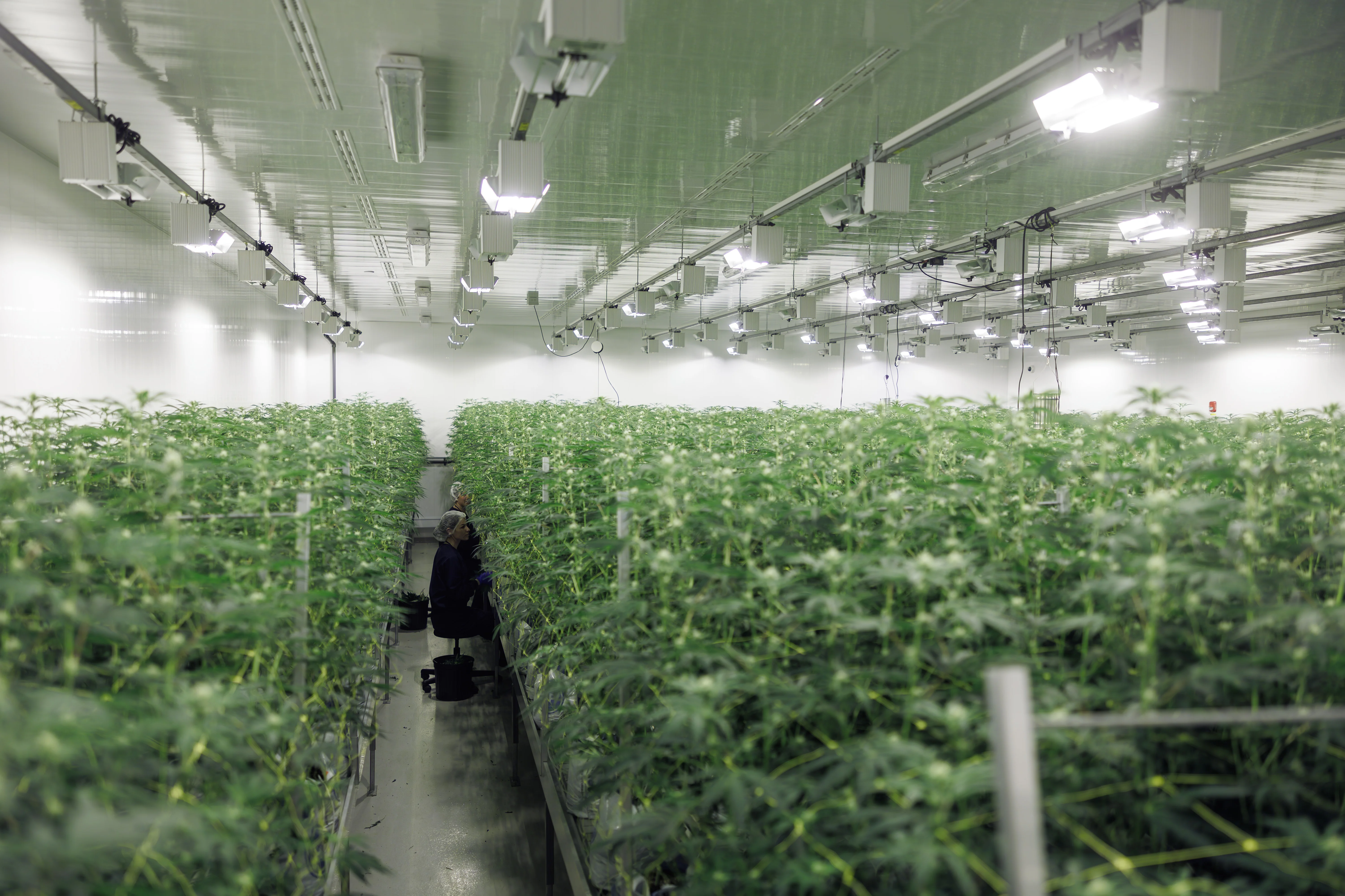Wide grow room panorama at PURPLEFARM Fredericton