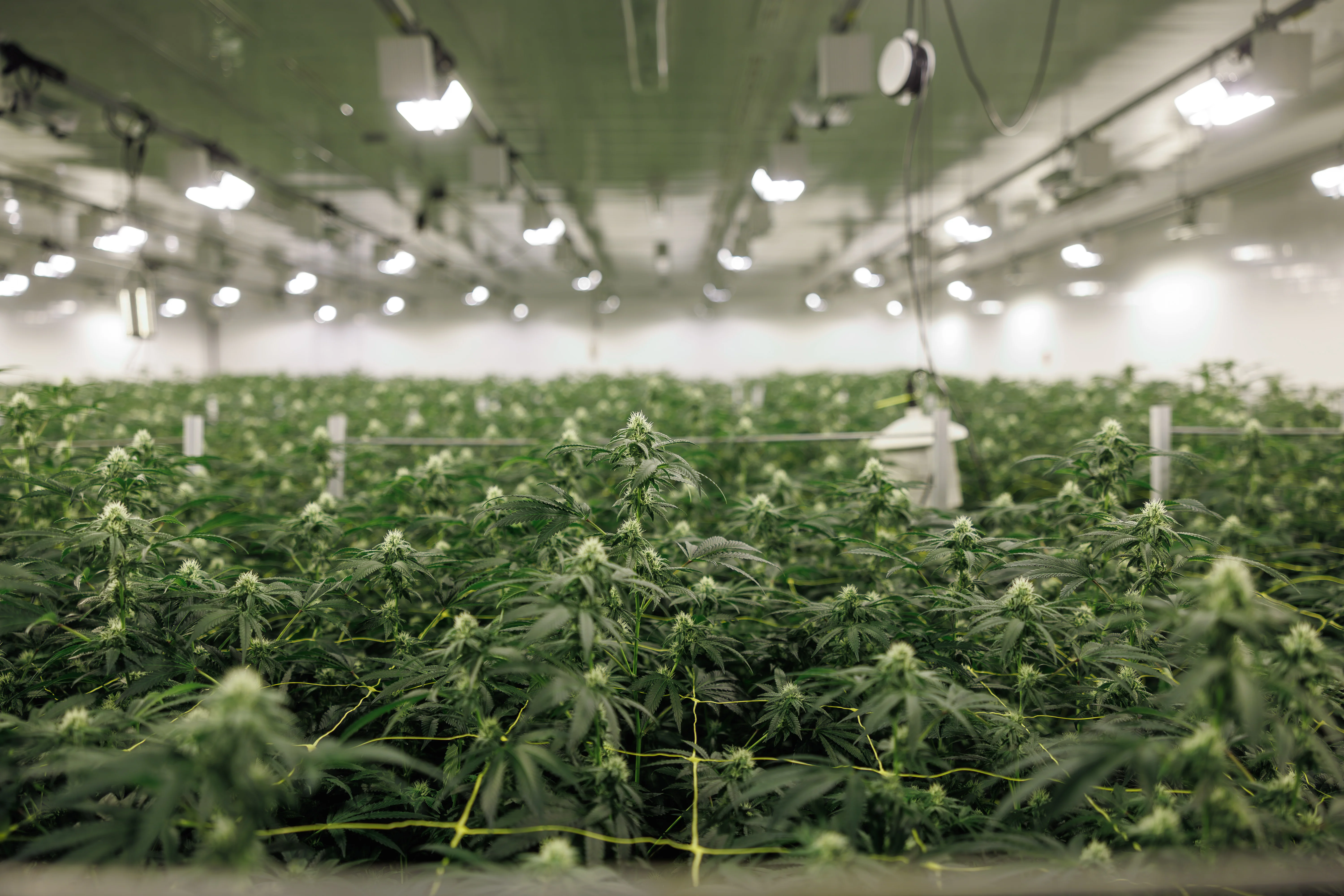 Flowering canopy in full development at PURPLEFARM Fredericton