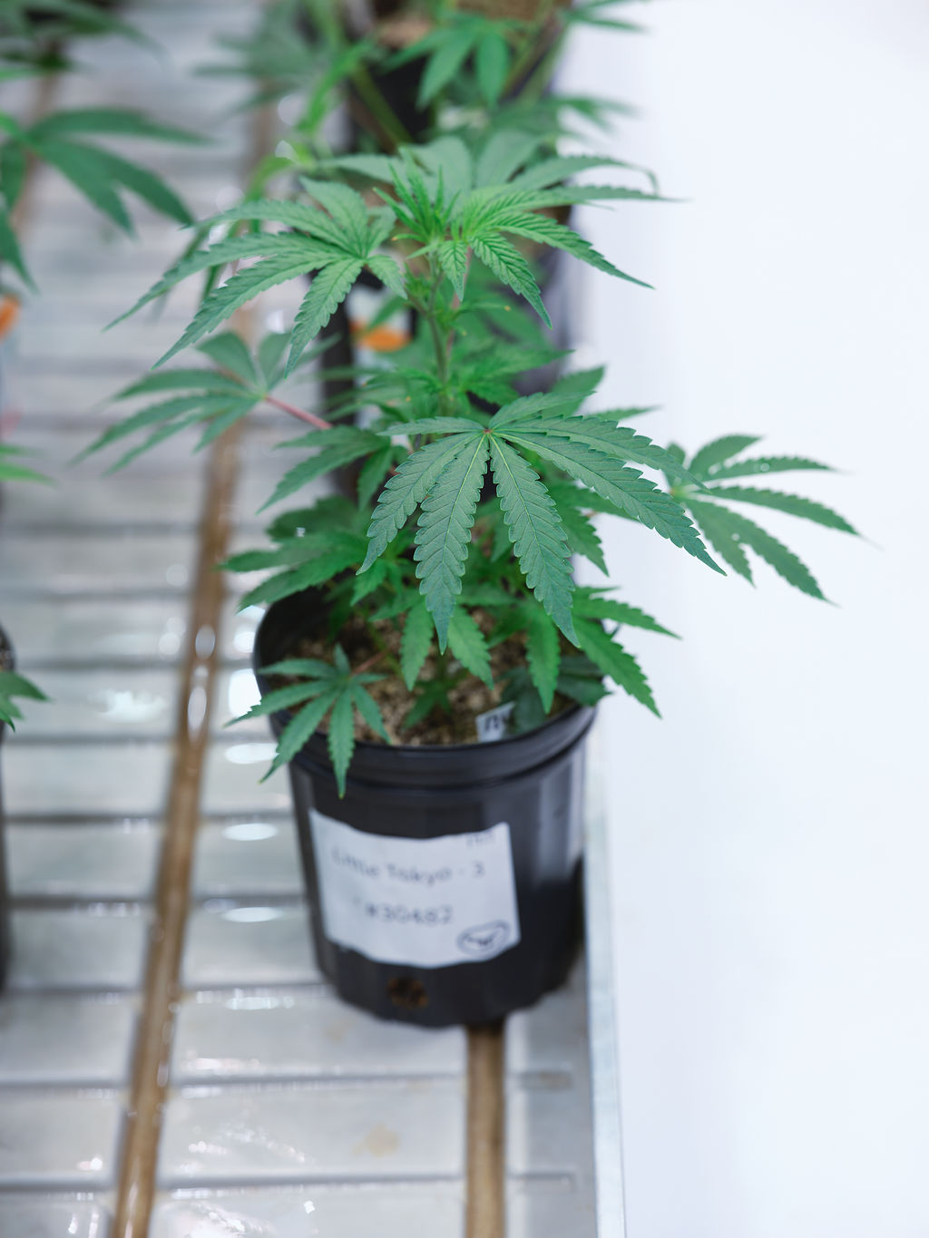 A single mother plant in a matte black pot
