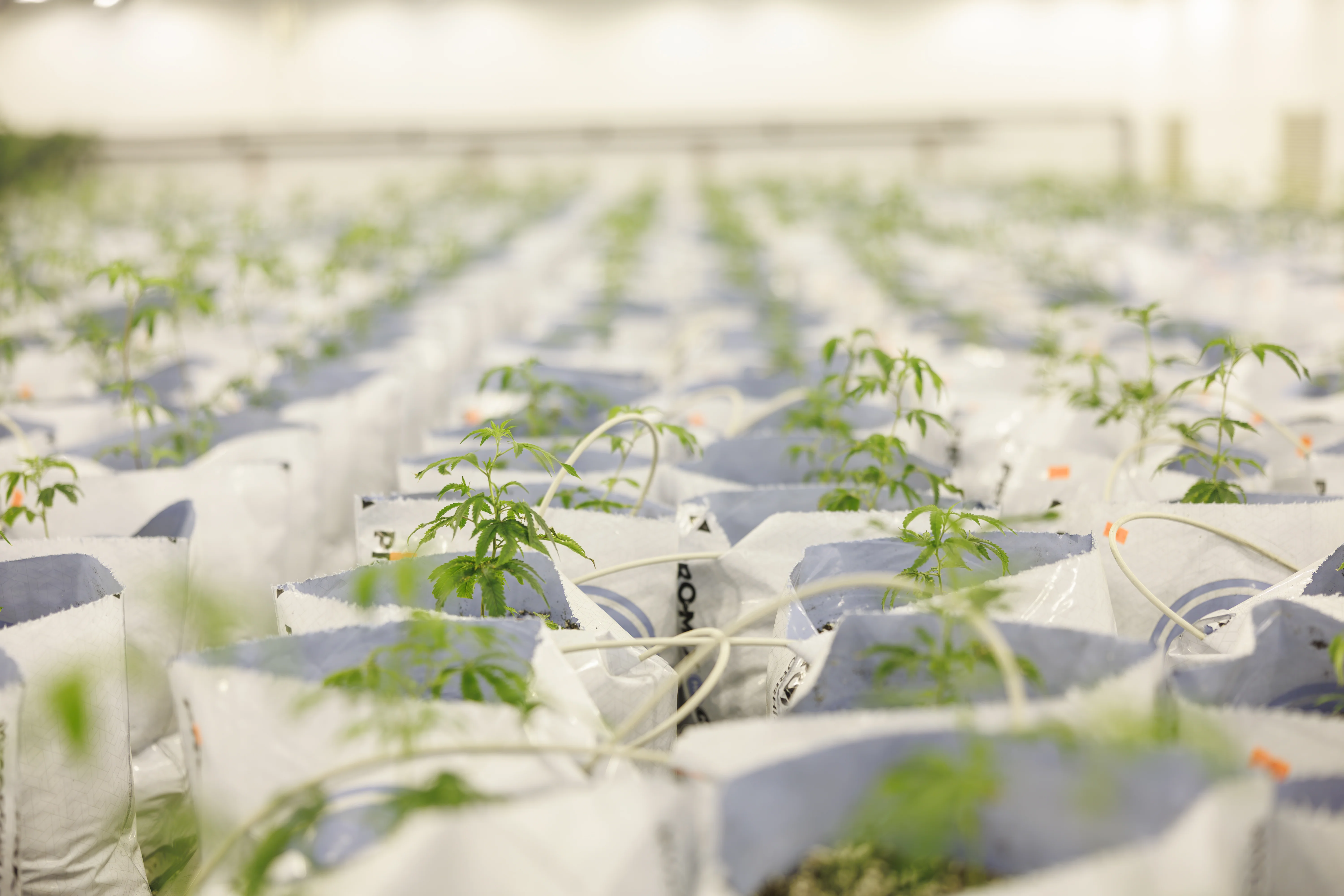 Close-up of root-zone process and media at PURPLEFARM Johnstown