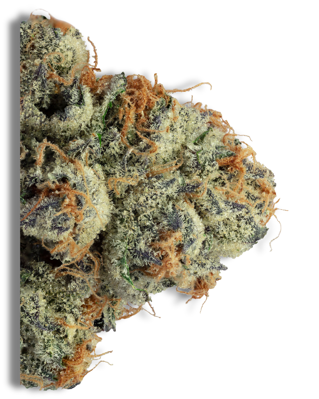 GMO Zkittlez – view 4