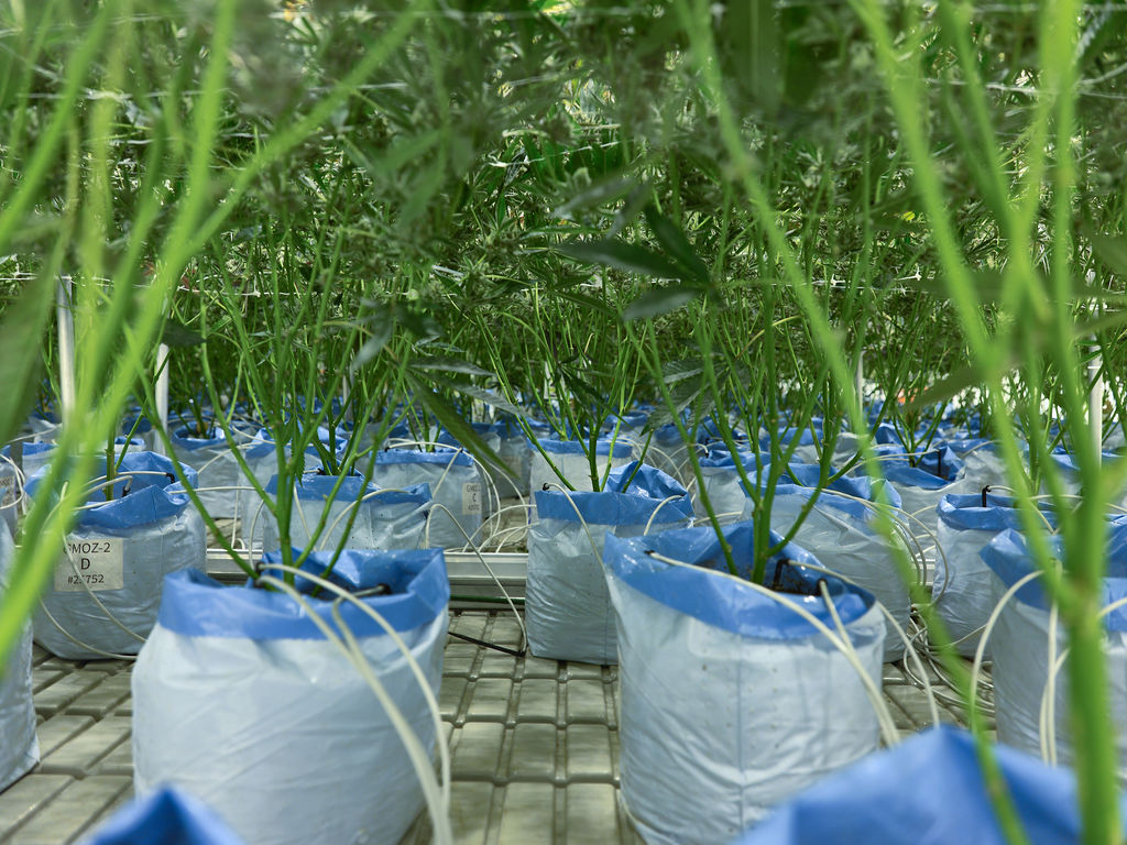 Controlled cultivation room with plants in every stage