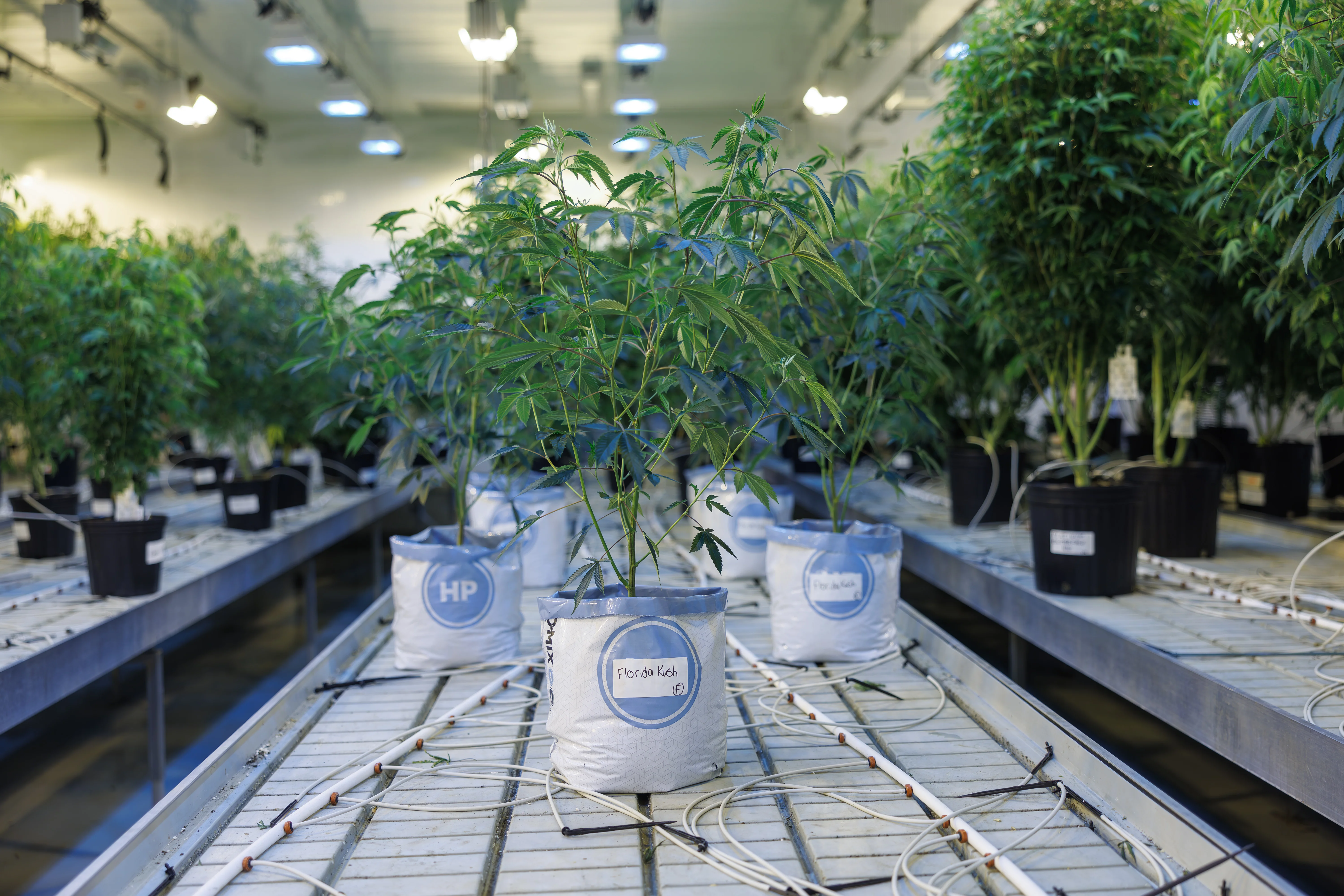 Mother plant room at PURPLEFARM Johnstown