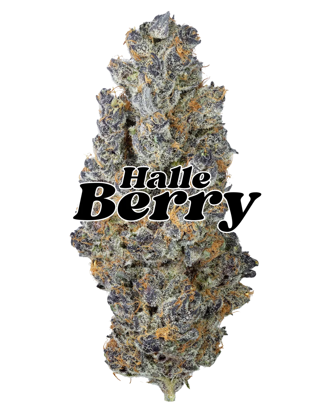 Halle Berry cannabis flower by PURPLEFARM