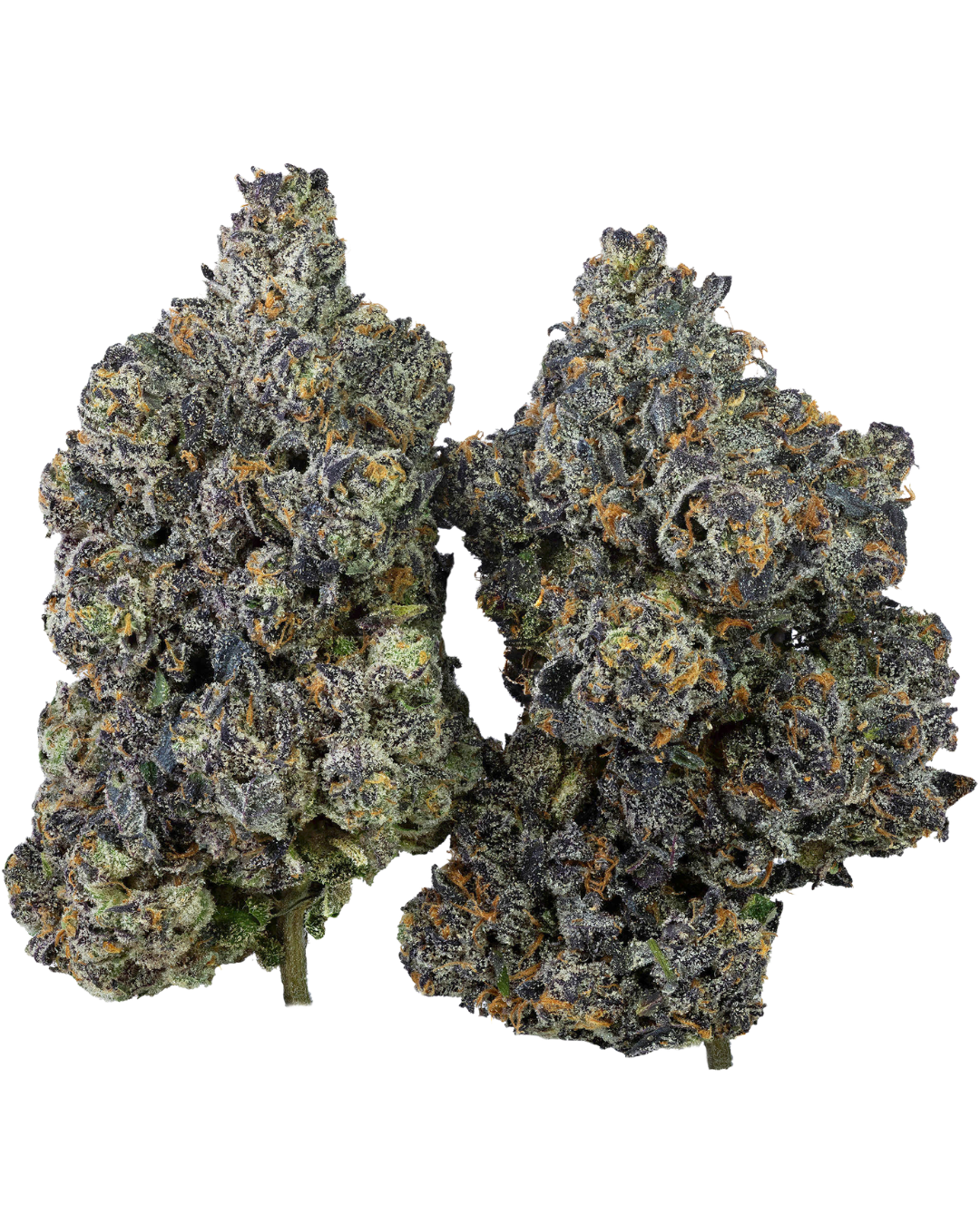 Jokerz – view 3