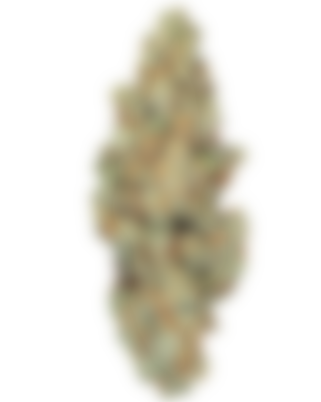 Star Pupil cannabis flower by PURPLEFARM