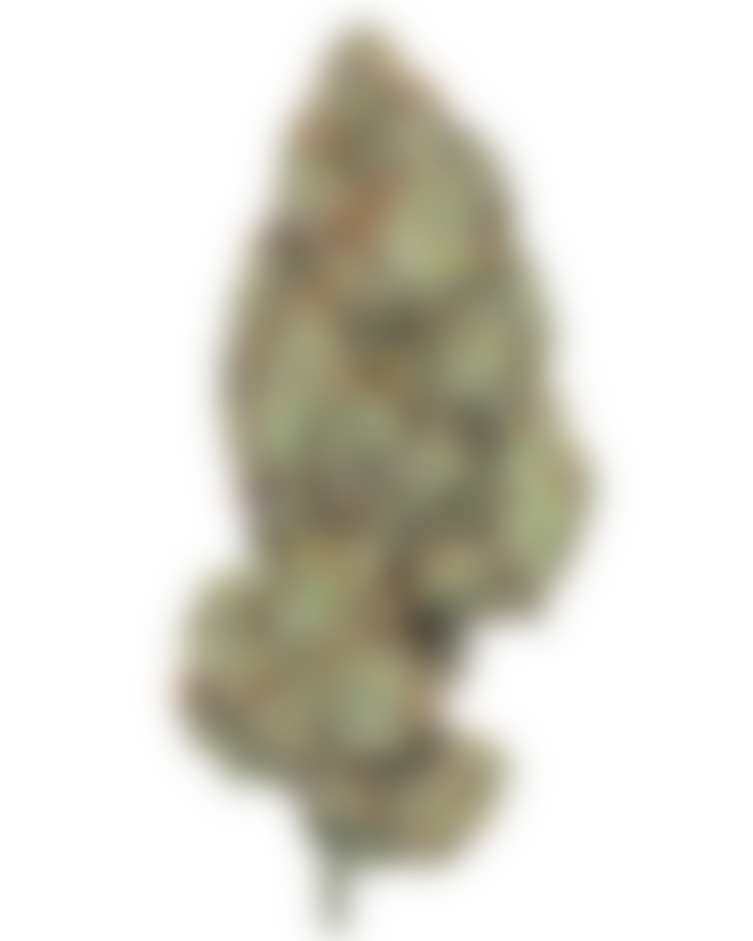 Papayamosa cannabis flower by PURPLEFARM