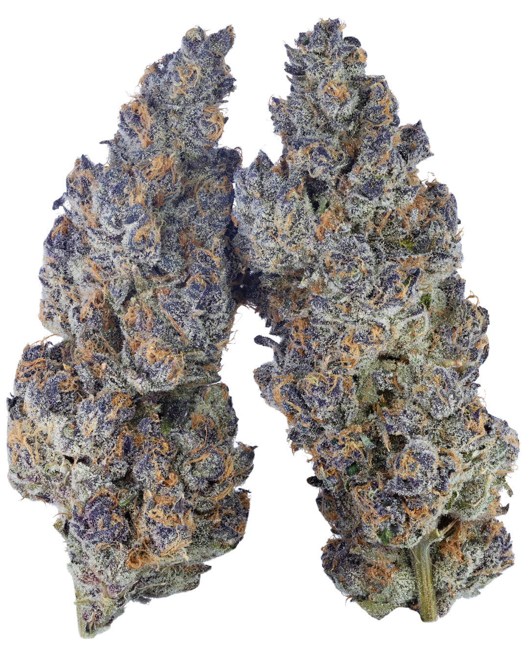 Super Boof – view 3